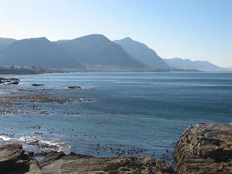 Hermanus